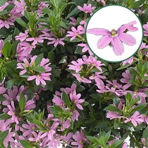 Bild von Scaevola P12 Pink